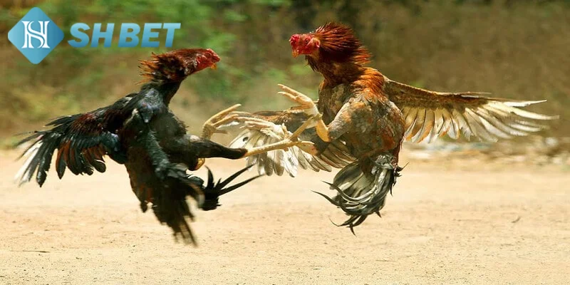 Hướng dẫn chi tiết luật chơi thi đấu gà cựa dao cho tân binh