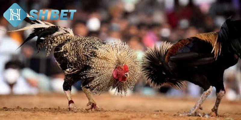 Chia sẻ chi tiết quy tắc chơi đá gà Campuchia trực tiếp