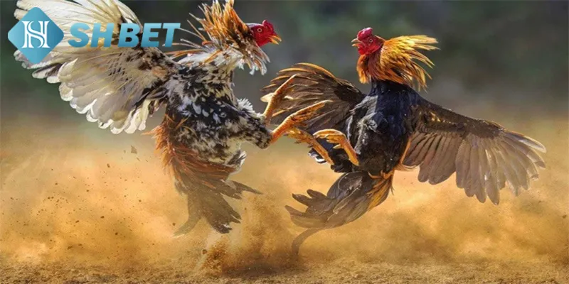 Giới thiệu đôi nét khái quát về hình thức gà nòi đại chiến