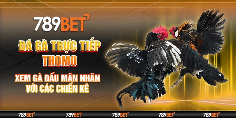 Đá Gà Trực Tiếp Thomo