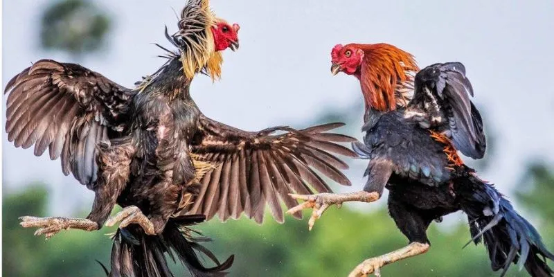 Các loài gà được nhiều khách hàng ưa chuộng trong trò chơi này