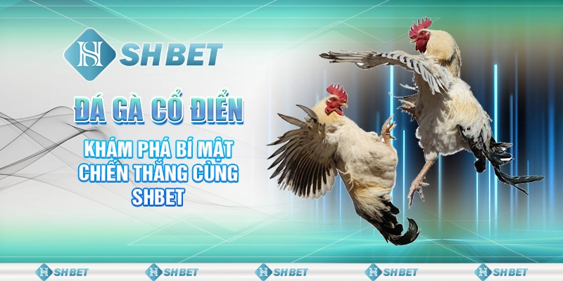 Đá Gà Cổ Điển - Khám Phá Bí Mật Chiến Thắng Cùng SHBET