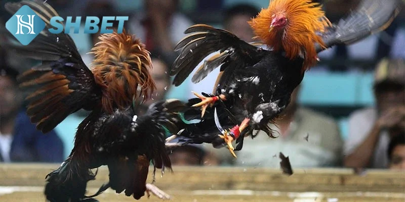 Chiến lược chơi chọi gà siêu tốc tăng cơ hội thắng