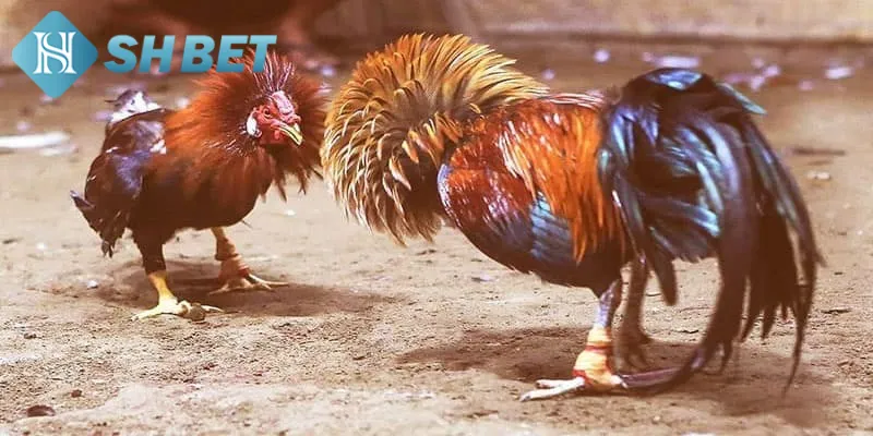 Các tiêu chí quan trọng dùng để đánh giá giống gà tre