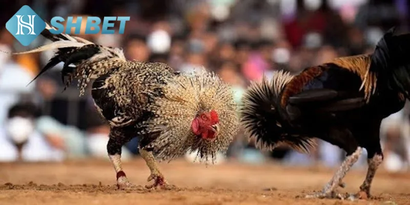 Chiến lược đặt cược chọi gà tre chuẩn cho tân binh