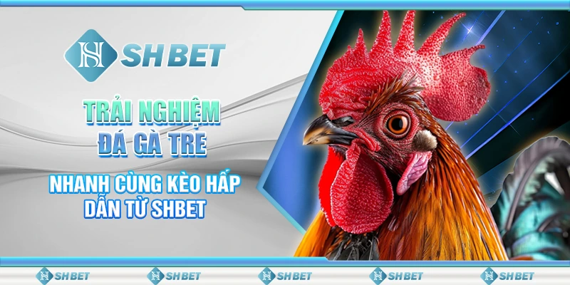 Trải Nghiệm Đá Gà Tre Nhanh Cùng Kèo Hấp Dẫn Từ SHBET
