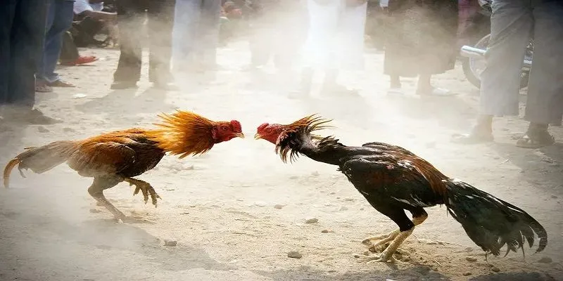Đôi nét nổi bật mà trò chơi đá gà mang đến cho người tham gia