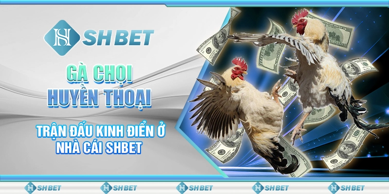 Gà Chọi Huyền Thoại - Trận Đấu Kinh Điển Ở Nhà Cái SHBET