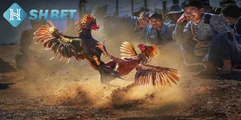 Giới thiệu một vài thông tin tổng quan về gà lai đấu trí