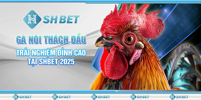 Gà Nòi Thách Đấu – Trải Nghiệm Đỉnh Cao Tại SHBET 2025