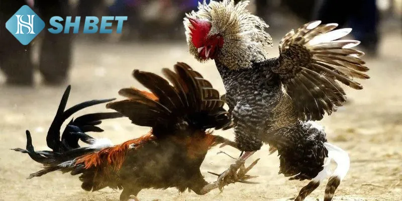 Giới thiệu một vài thông tin sơ lược về đá gà siêu hạng