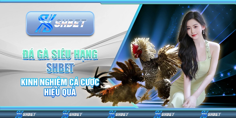 Đá Gà Siêu Hạng SHBET - Kinh Nghiệm Cá Cược Hiệu Quả