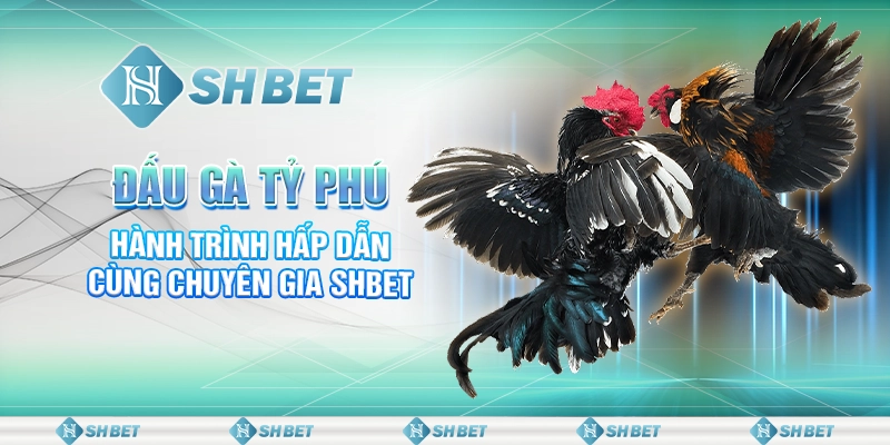 Đấu Gà Tỷ Phú - Hành Trình Hấp Dẫn Cùng Chuyên Gia SHBET